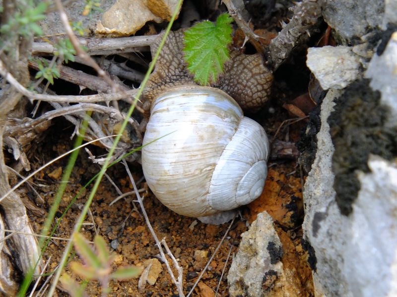 conferma id e quesito ecologico